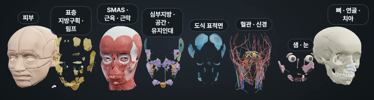 From skin to bone, layer by layer